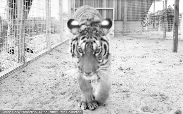 Photo of Cleethorpes Zoo, The Tiger c.1965