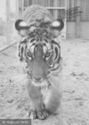 The Tiger c.1965, Cleethorpes Zoo