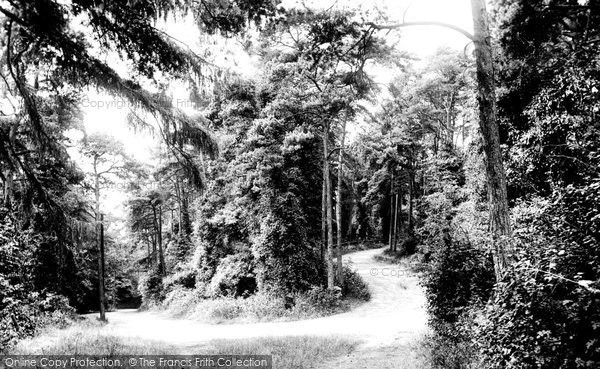 Photo of Clevedon, Pine Woods 1913