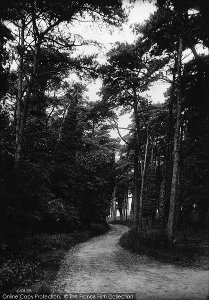Photo of Clevedon, Pine Woods 1913