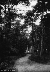 Pine Woods 1913, Clevedon