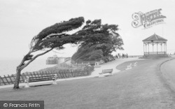 Windblown Tree And The Bandstand 1959, Clevedon