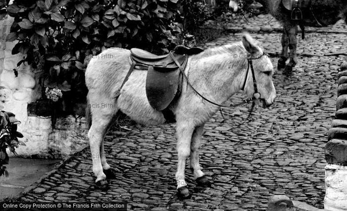 Photo of Clovelly, A Donkey 1923
