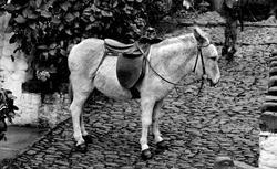 A Donkey 1923, Clovelly