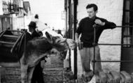 Donkey Stealing Beer c.1960, Clovelly