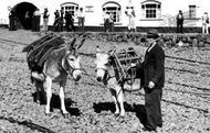 Donkeys c.1960, Clovelly