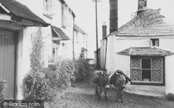 Donkeys, High Street c.1955, Clovelly