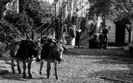 Donkeys Resting, Downalong c.1955, Clovelly