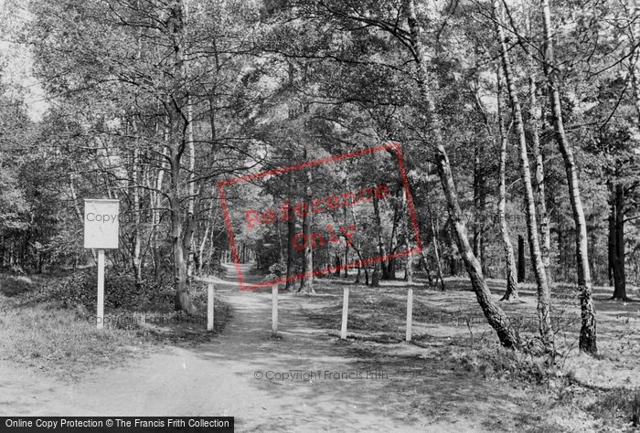 Photo of Cobham, Oxshott Woods 1919