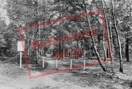 Oxshott Woods 1919, Cobham