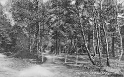 Oxshott Woods 1919, Cobham