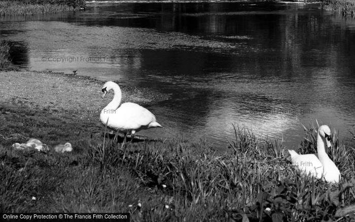 Photo of Cobham, Swans And Cygnets On River Mole c.1955