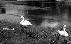 Swans And Cygnets On River Mole c.1955, Cobham