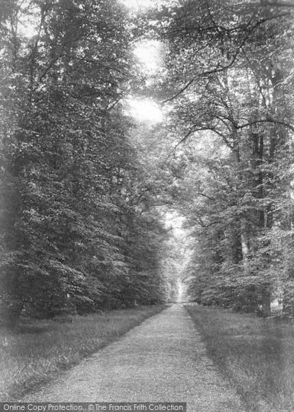 Photo of Cobham, The Avenue 1908