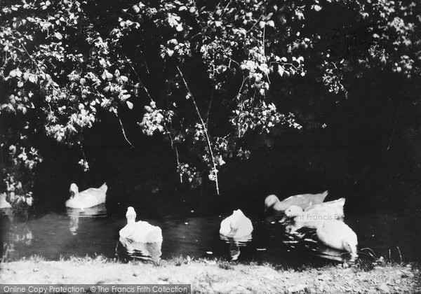 Photo of Cockington, Ducks 1889