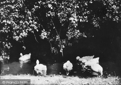 Ducks 1889, Cockington