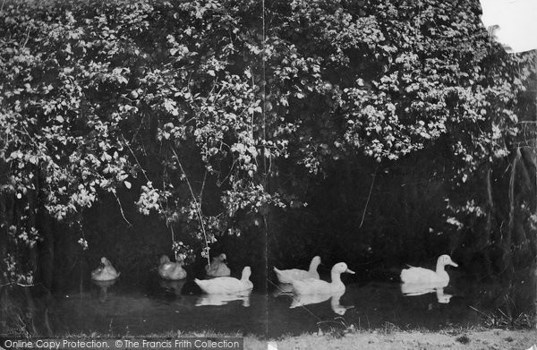 Photo of Cockington, Ducks Swimming 1889