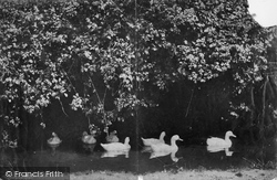 Ducks Swimming 1889, Cockington