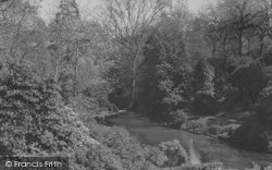 Spring Foliage In The Park c.1950, Cockington