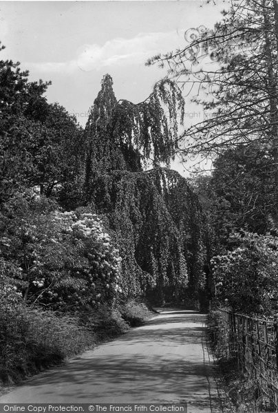 Photo of Coldharbour, Moss's Wood 1915