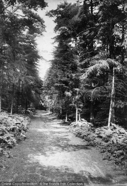 Photo of Coldharbour, Redlands Wood 1904