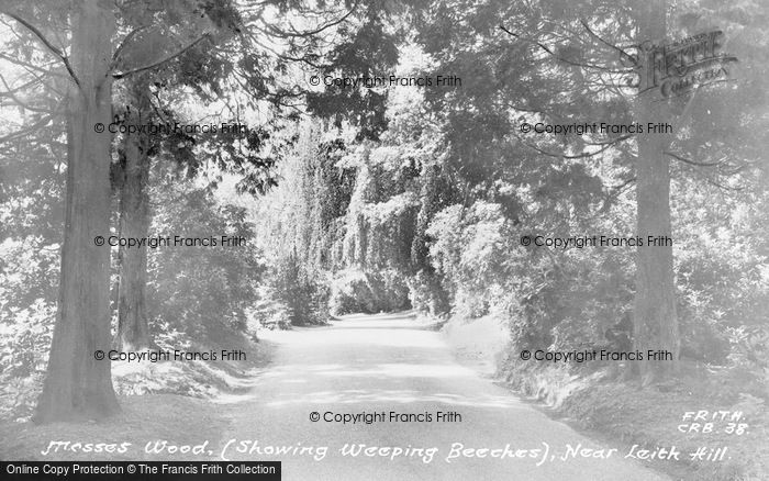 Photo of Coldharbour, Weeping Beeches In Moss's Wood c.1955
