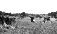 A Cornfield 1902, Coltishall