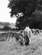 In A Cornfield 1902, Coltishall