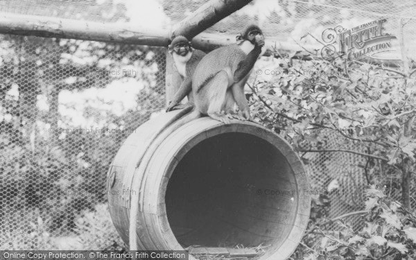 Photo of Colwyn Bay, Spot Nosed Monkeys, The Welsh Mountain Zoo c.1963