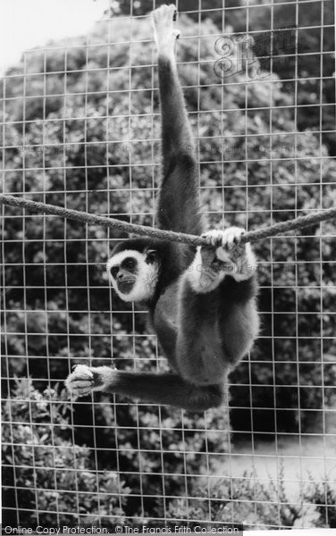 Photo of Colwyn Bay, The Welsh Mountain Zoo, A Gibbon c.1963