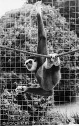 The Welsh Mountain Zoo, A Gibbon c.1963, Colwyn Bay