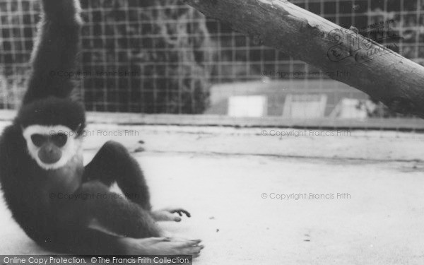 Photo of Colwyn Bay, The Welsh Mountain Zoo, A Gibbon c.1963