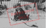 The Welsh Mountain Zoo, Cheta c.1963, Colwyn Bay