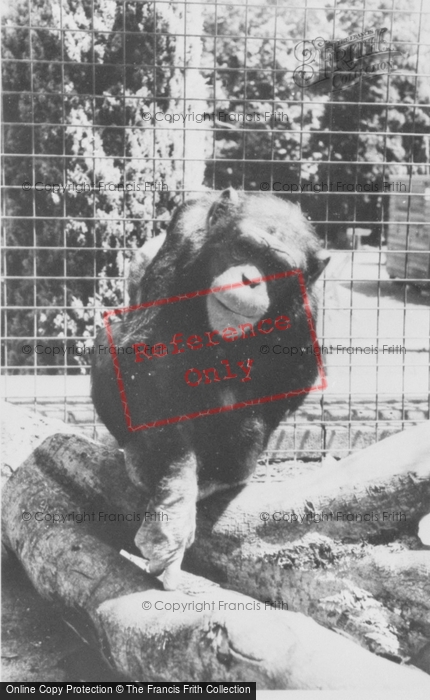 Photo of Colwyn Bay, The Welsh Mountain Zoo, Cheta c.1963