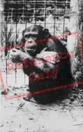 The Welsh Mountain Zoo, Cheta c.1963, Colwyn Bay