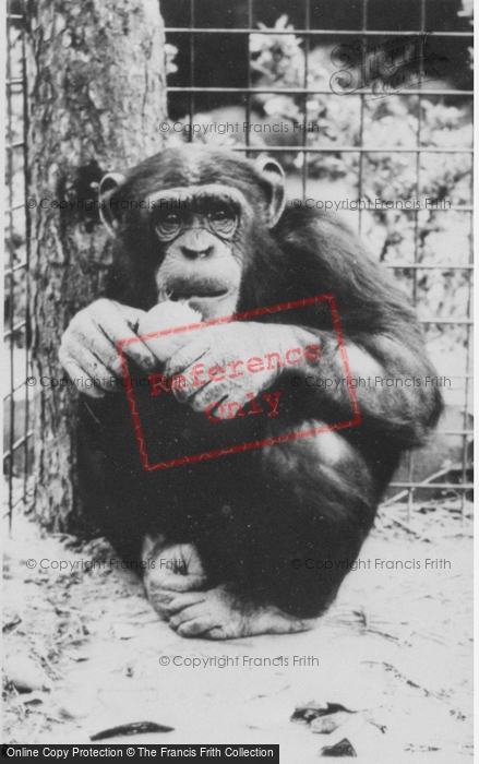 Photo of Colwyn Bay, The Welsh Mountain Zoo, Cheta c.1963