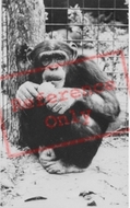 The Welsh Mountain Zoo, Cheta c.1963, Colwyn Bay
