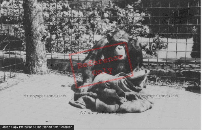Photo of Colwyn Bay, The Welsh Mountain Zoo, Cheta The Monkey c.1963