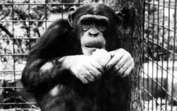 The Welsh Mountain Zoo, Chimpanzee c.1960, Colwyn Bay