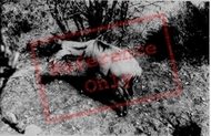 The Welsh Mountain Zoo, Deer c.1963, Colwyn Bay