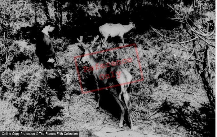 Photo of Colwyn Bay, The Welsh Mountain Zoo, Deer c.1963