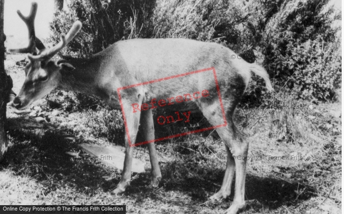 Photo of Colwyn Bay, The Welsh Mountain Zoo, Deer c.1963