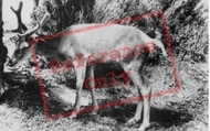 The Welsh Mountain Zoo, Deer c.1963, Colwyn Bay