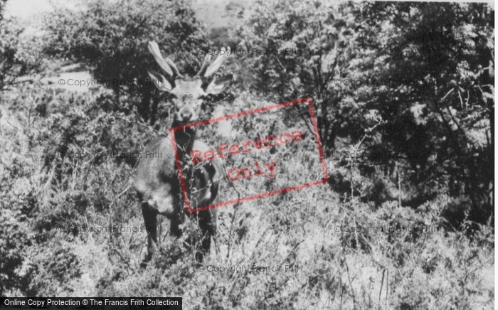 Photo of Colwyn Bay, The Welsh Mountain Zoo, Deer c.1963