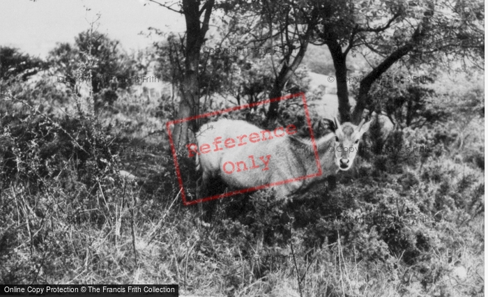 Photo of Colwyn Bay, The Welsh Mountain Zoo, Deer c.1963