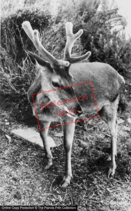 Photo of Colwyn Bay, The Welsh Mountain Zoo, Deer c.1963