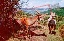 The Welsh Mountain Zoo, Deer c.1963, Colwyn Bay