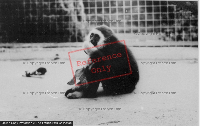 Photo of Colwyn Bay, The Welsh Mountain Zoo, Gibbon c.1963