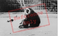 The Welsh Mountain Zoo, Gibbon c.1963, Colwyn Bay