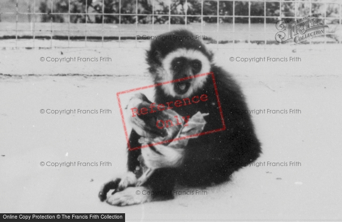 Photo of Colwyn Bay, The Welsh Mountain Zoo, Gibbons c.1963